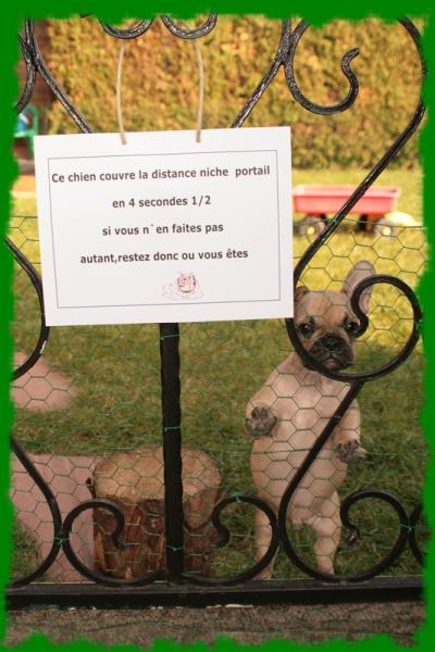 attention au chien