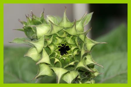 fleur......